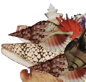 Rel image